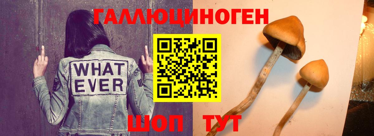 Галлюциногенные грибы MAGIC MUSHROOMS  где купить наркоту  Тавда  Вход с VPN 